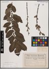 Foto von Salix cinerea L.